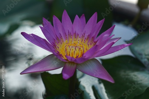 A purple lotus was fully blooming in a pots in garden while sunset.