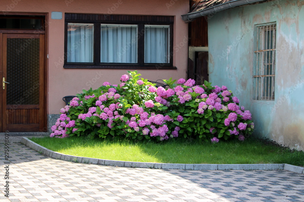 Large Hydrangea or Hortensia garden shrub full of open blooming pink flowers with pointy petals densely planted next to family house driveway surrounded with house walls and stone tiles on warm sunny 