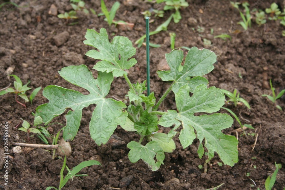 Watermelon plant growing in the vegetable garden in summer. Citrullus lanatus Watermelon plant growing in the vegetable garden in summer. Citrullus lanatus