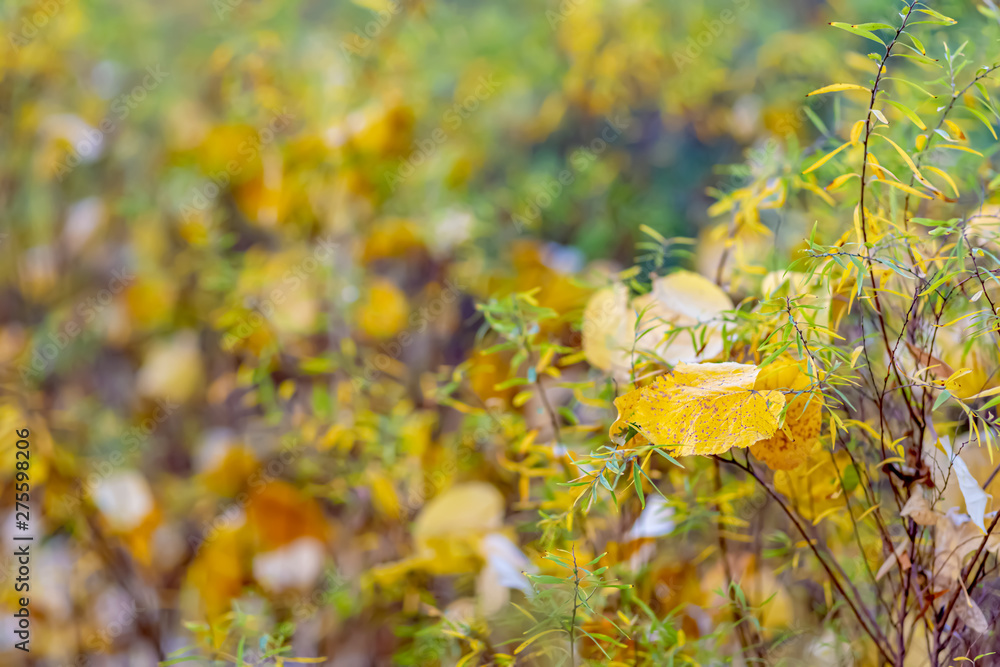 Autumn. Shrubs and yellow leaves. Nature beautiful blurred background. Shallow depth of field. Toned image. Copy space. Autumn. Shrubs and yellow leaves. Nature beautiful blurred background. Shallow depth of field. Toned image. Copy space.