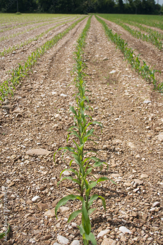 Young fresh green corn plant growing in the field in summer