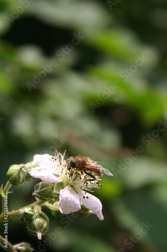 Honey bee collecting nectar on Blackberry flowers on branch. Apis mellifera on blackberry bush in bloom © saratm