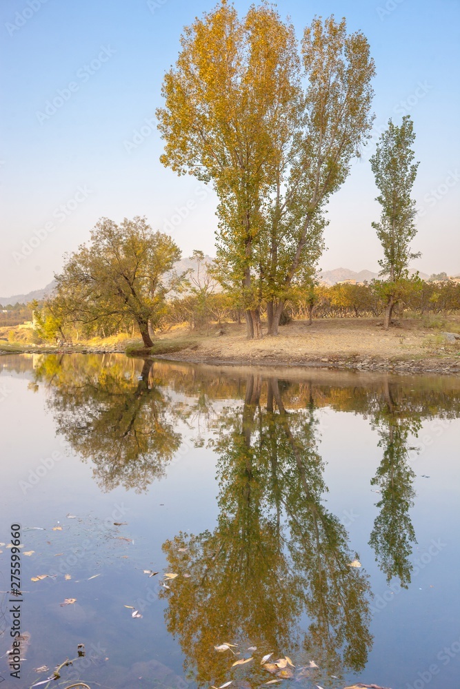 Fototapeta premium reflections of trees in a pond