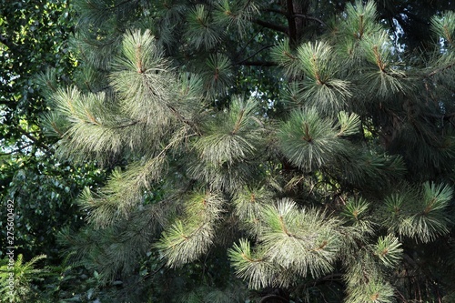 long,green nedle of Pine tree  photo