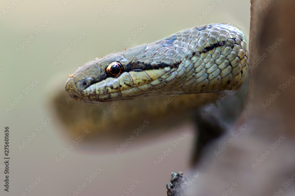Smooth snake (Coronella austriaca) Smooth snake (Coronella austriaca)