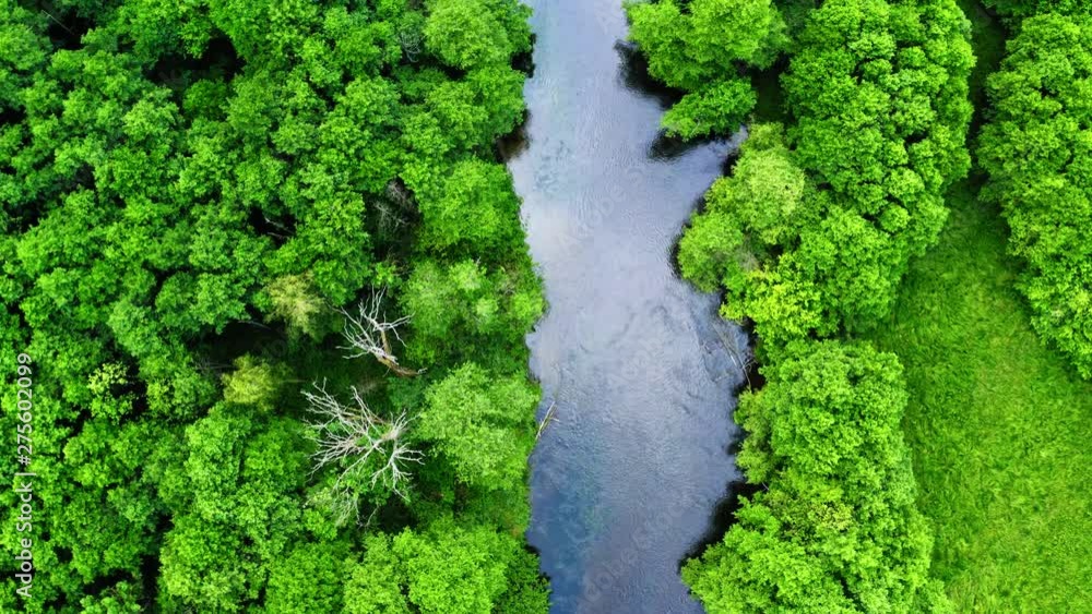 Aerial view of stunning old green forest and river in Tuchola natural park, Poland Aerial view of stunning old green forest and river in Tuchola natural park, Poland