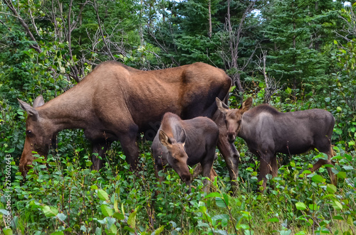 Closeup photo of a cow moose with two baby calves eating grass in Denali National Park and Preserve, Alaska, United States