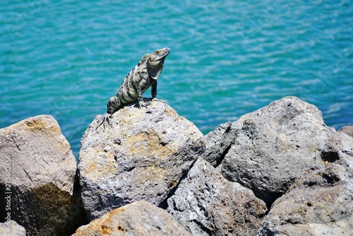 Wild iguana basking in the sun by the ocean in Costa Rica © eqroy