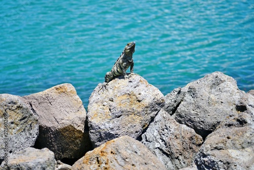 Wild iguana basking in the sun by the ocean in Costa Rica © eqroy