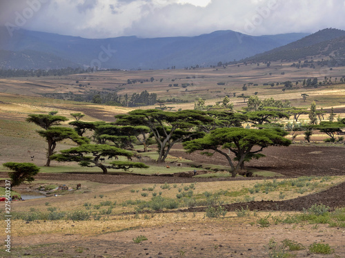 Beautiful acacia in northern  Ethiopia
