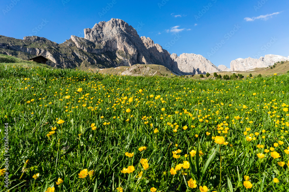 Fototapeta premium Beautiful yellow flowers on the background of the Seceda. Odle Mountain range in Dolomites, Italy.