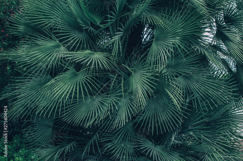 Palm tree leaves.