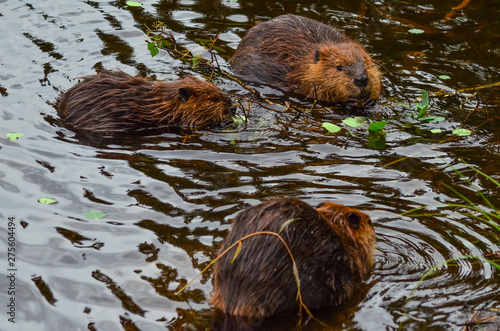 Closeup photo of beavers eating in the lake, Tripple lakes trail, Denali National park and Preserve, Alaska, United States, North America
