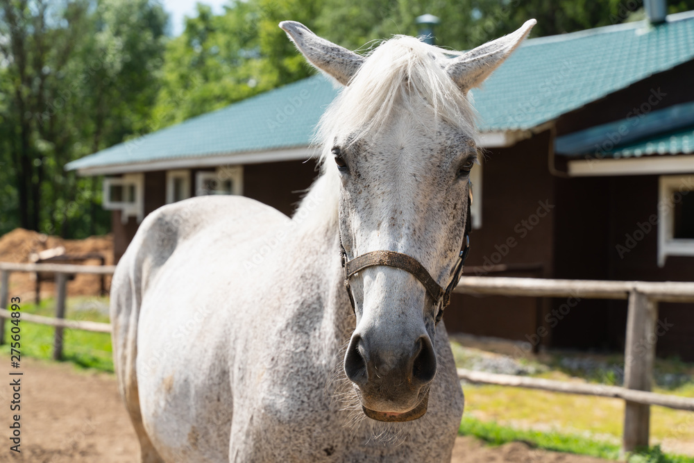 Beautiful white-gray horse walking on the field in nature Beautiful white-gray horse walking on the field in nature