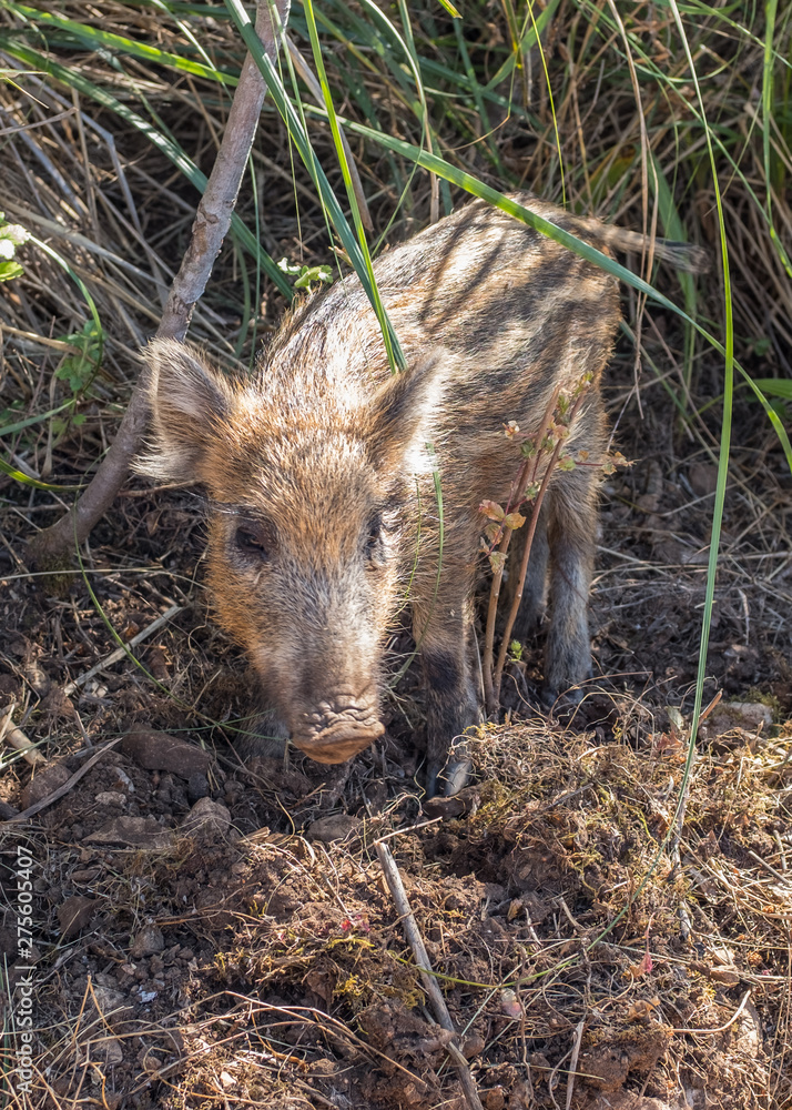 Young wild boar in the tall grass. Sicily, Italy, Europe Young wild boar in the tall grass. Sicily, Italy, Europe