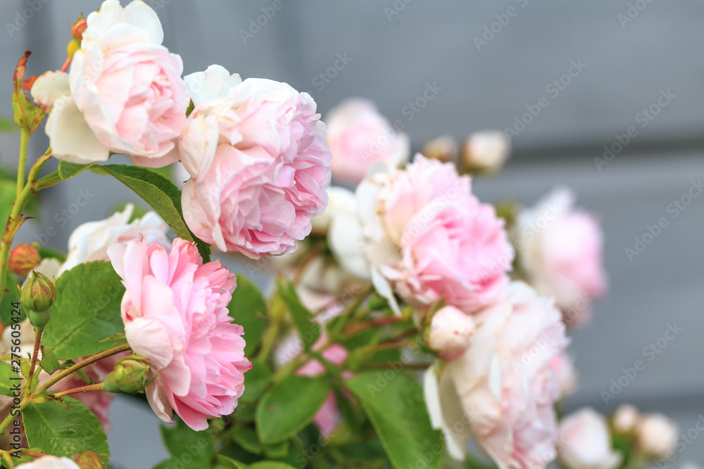 Romantic pink roses in the garden against the background of a wooden house