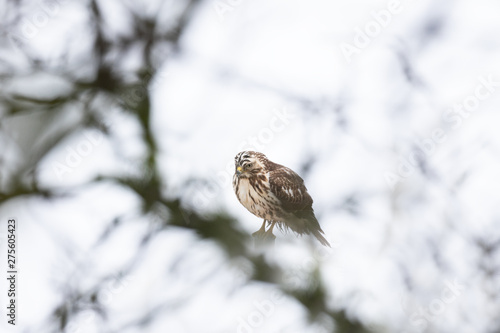 Wallpaper Mural Mäusebussard Torontodigital.ca