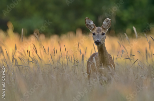 Fototapeta Naklejka Na Ścianę i Meble -  Sarna w środowisku naturalnym