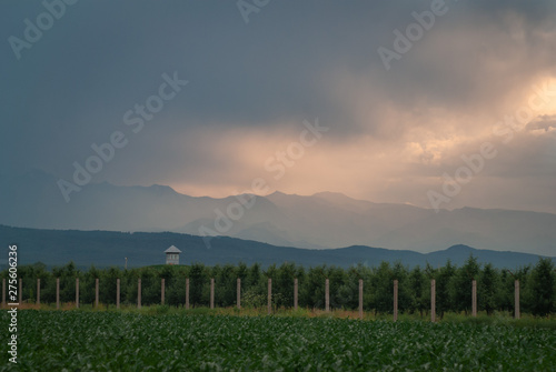 Dramatic sunset over a corn plantation in Kabardino Balkaria 