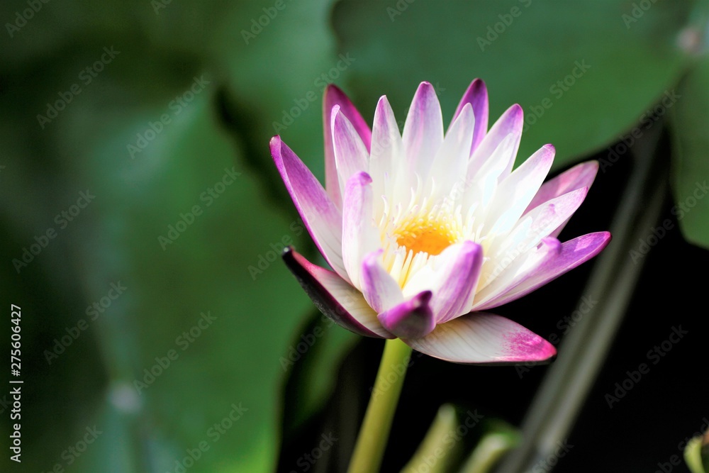 lotus, flower, water, pink, lily, nature, flora, plant, pond, green, blossom, water lily, garden, bloom, waterlily, beauty, purple, leaf, beautiful, blooming, summer, petal, lake, flowers, floral lotus, flower, water, pink, lily, nature, flora, plant, pond, green, blossom, water lily, garden, bloom, waterlily, beauty, purple, leaf, beautiful, blooming, summer, petal, lake, flowers, floral