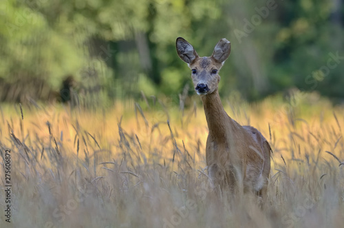 Fototapeta Naklejka Na Ścianę i Meble -  Sarna w środowisku naturalnym