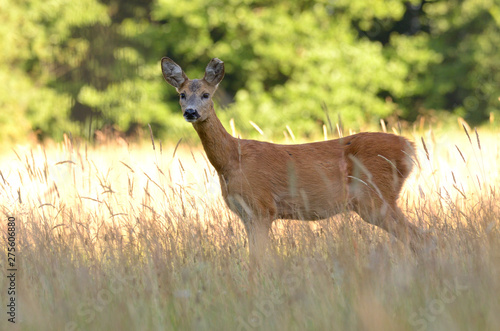 Fototapeta Naklejka Na Ścianę i Meble -  Sarna w środowisku naturalnym