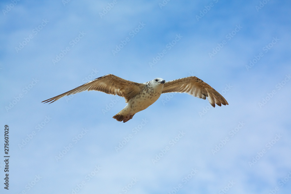 Fototapeta premium Young Seagull Flying Blue Sky View