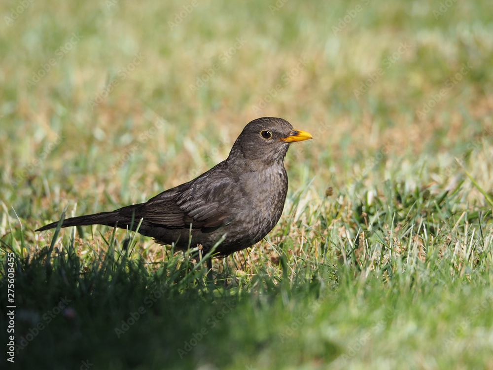Turdus merula cabrerae Turdus merula cabrerae