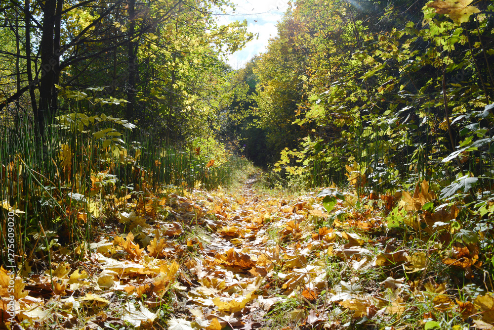 Beautiful scene with path with fallen maple leaves in autumn. Fairy landscape in forest. Sunny day in fall season. Beautiful scene with path with fallen maple leaves in autumn. Fairy landscape in forest. Sunny day in fall season.