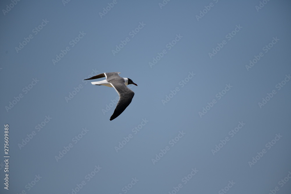 Obraz premium seabird flying on a sunny day at a beach
