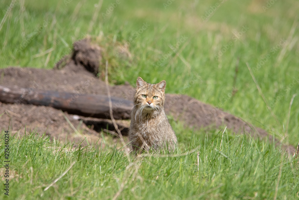 Obraz premium Wildkatze