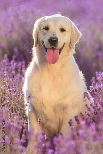 Golden Retriever dog in the lavender field © SasaStock