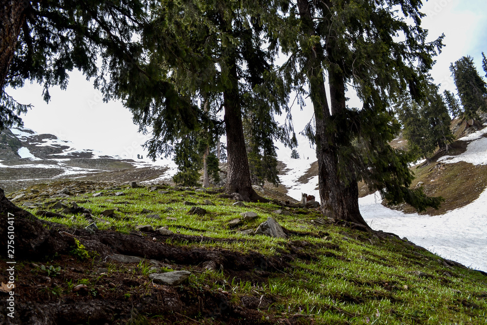 green meadow glacier and snow mountains green meadow glacier and snow mountains
