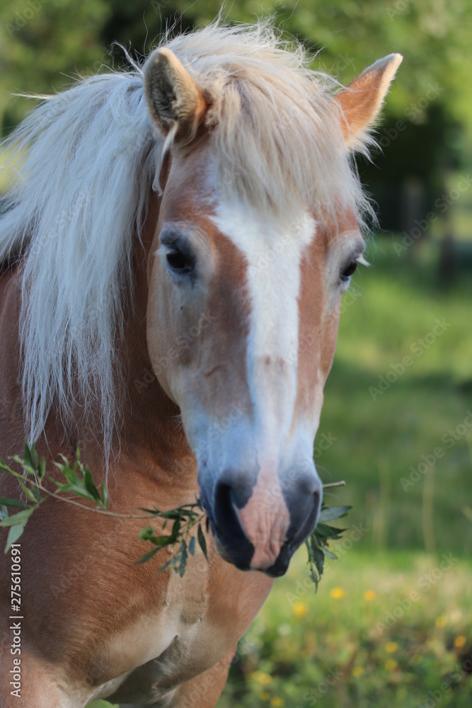 Tranquilité du cheval en plein repas Tranquilité du cheval en plein repas