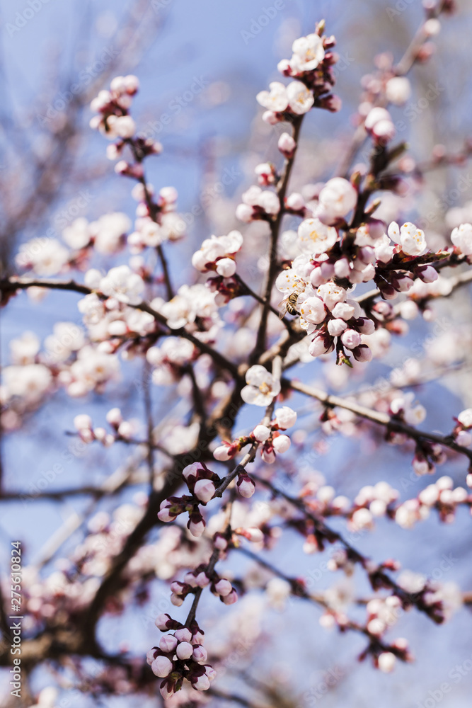 Outdoor flowers