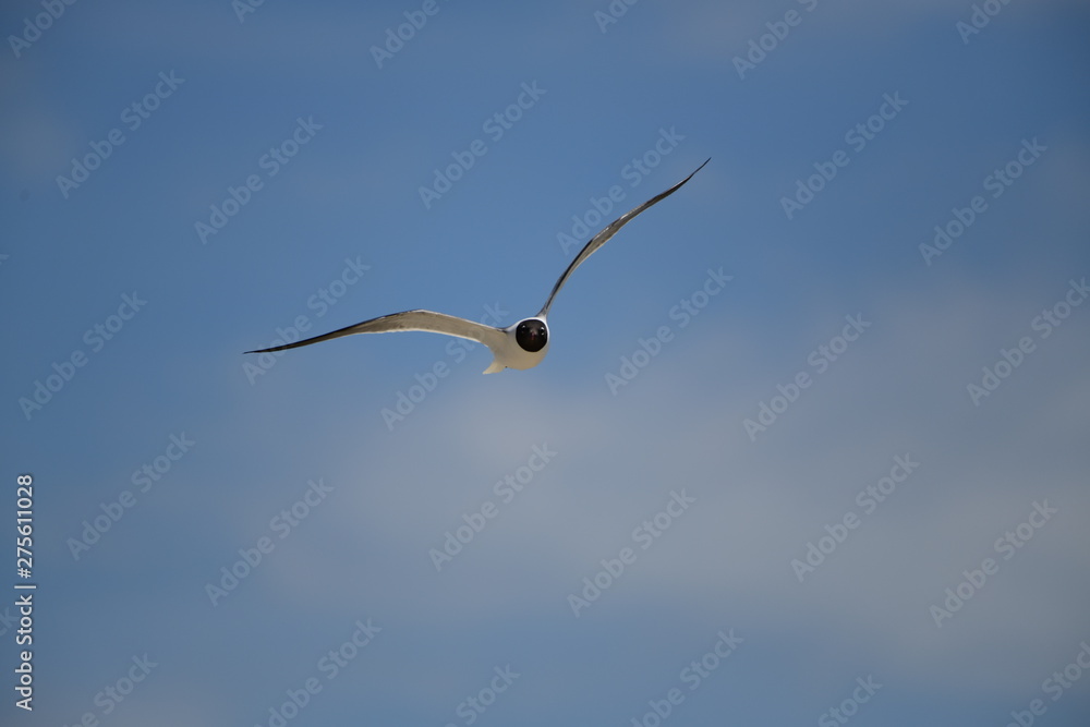 seabird flying on a sunny day at a beach seabird flying on a sunny day at a beach