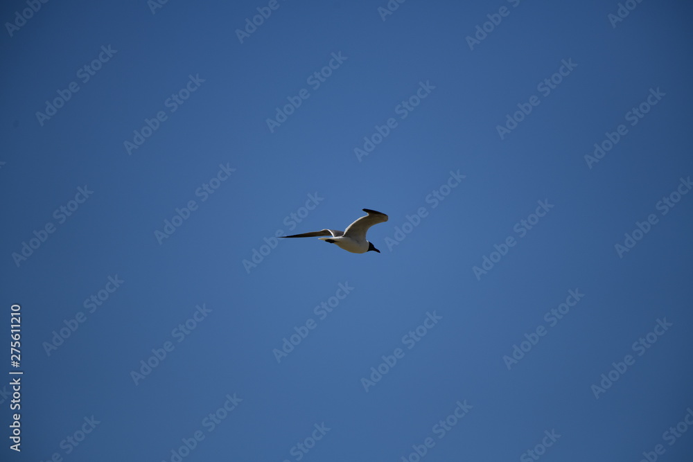 seabird flying on a sunny day at a beach