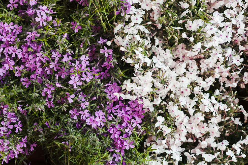 Outdoor flowers