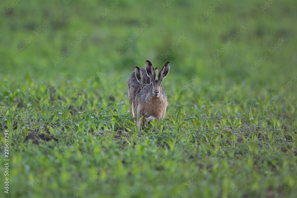 Obraz premium Feldhase