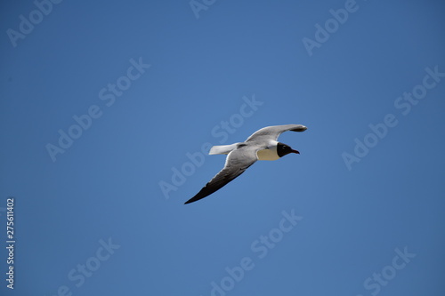 seabird flying on a sunny day at a beach © CarloEmanuele