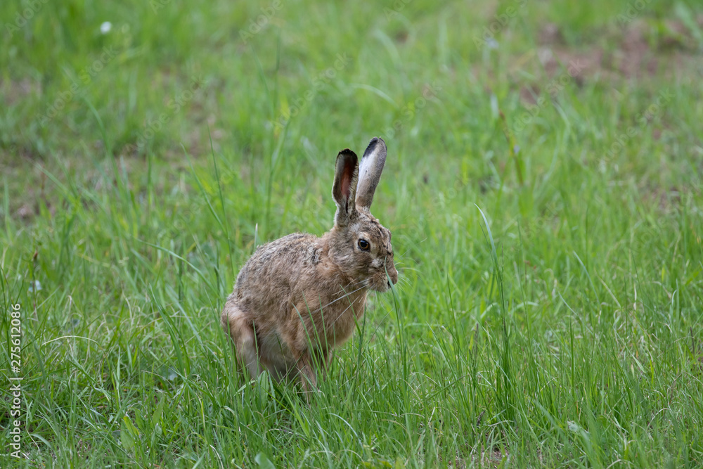Fototapeta premium Feldhase