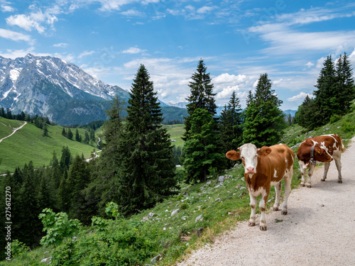 Kühe in den Berchtesgadener Alpen