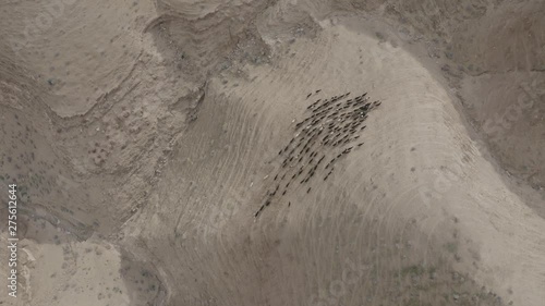 Drone flies over the barren moon landscape of the Israeli desert Negev. Cattle drive in the lifeless desert