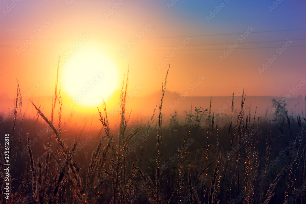 Sunset landscape autumn scene with tall grass. Sunset landscape autumn scene with tall grass.