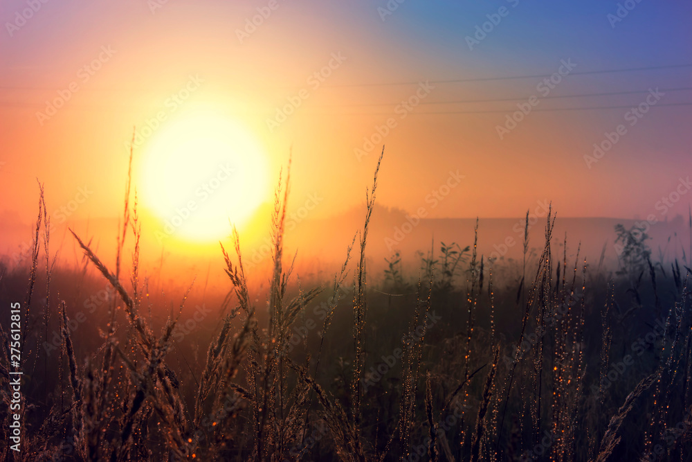 Sunset landscape autumn scene with tall grass.