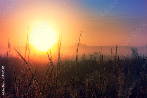 Sunset landscape autumn scene with tall grass.