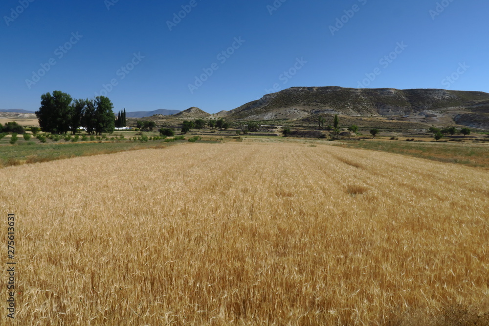 Champs  de céréales dans un paysage montagneux. Espagne.