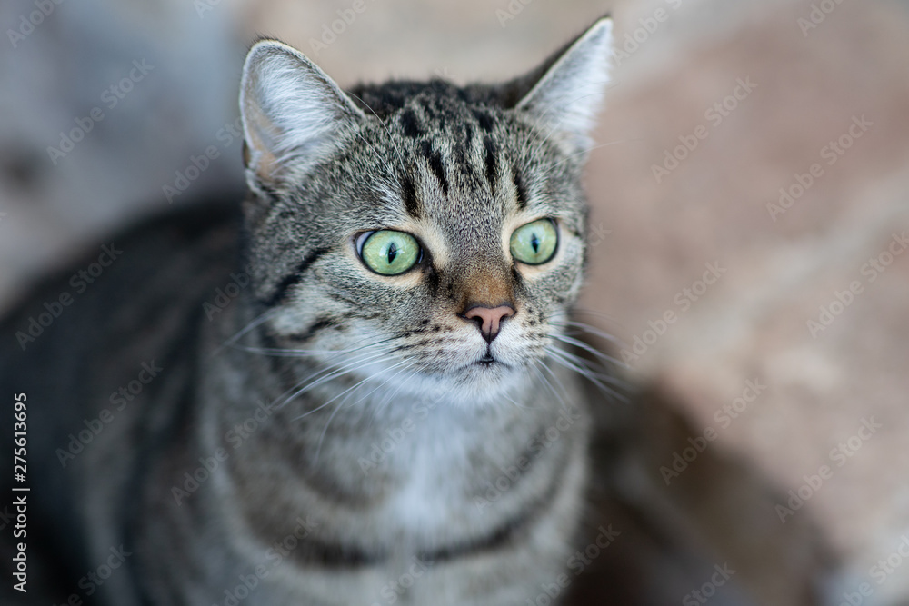 Katze Katze