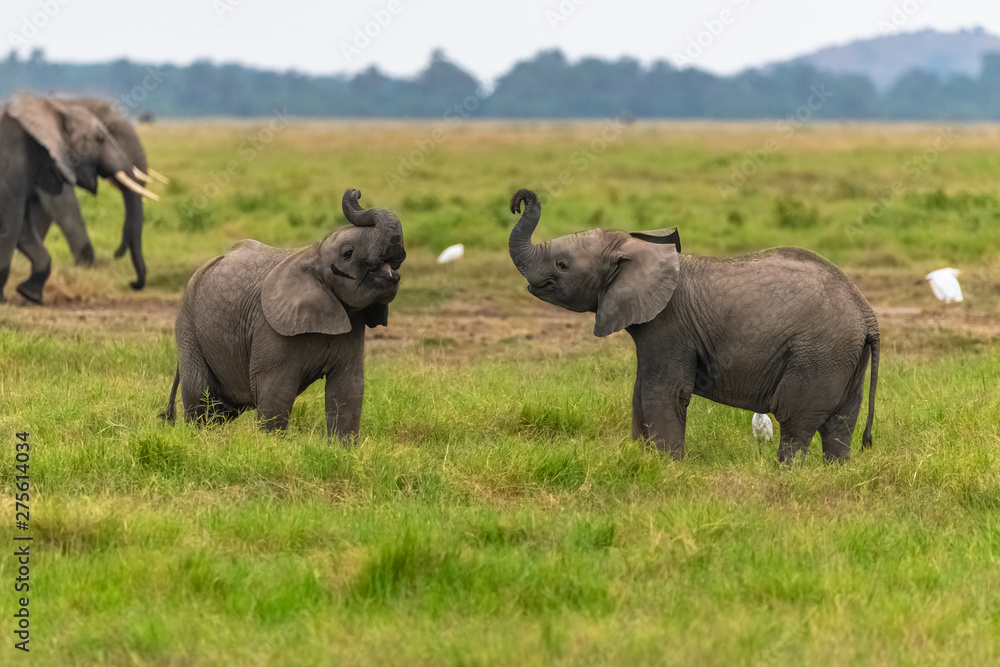 Two young elephants playing together in Africa Two young elephants playing together in Africa