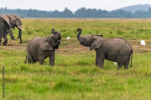 Two young elephants playing together in Africa